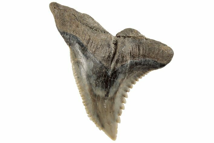 Serrated, 1.25" Fossil Shark (Hemipristis) Tooth - South Carolina